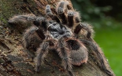 GRAMMOSTOLA GROSSA / GUARANI GIANT/ PAMPAS TAWNY-RED / GUARANI BIRD-EATING SPIDER/ GIANT GUARANI/ GROSSA TARANTULA - SLING
